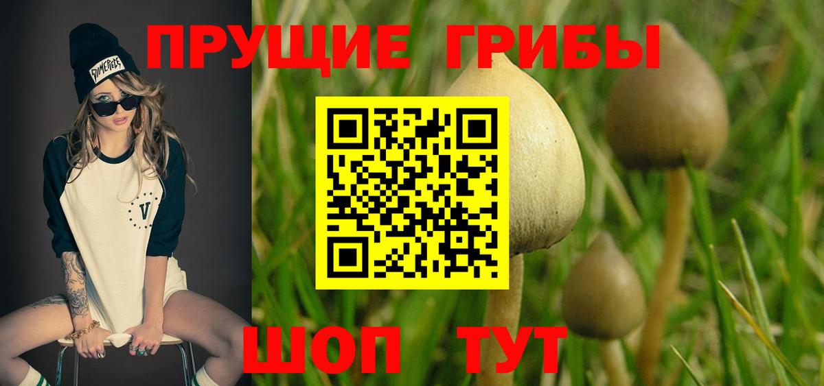 где купить наркоту  Псилоцибиновые грибы Psilocybe  Вход с VPN  Балахна  Галлюциногенные грибы мицелий 